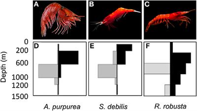 Comparative Population Genomics and Biophysical Modeling of Shrimp Migration in the Gulf of Mexico Reveals Current-Mediated Connectivity